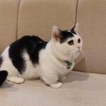 Ajak Kucing Gemoy Main di Cat Lounge SCBD Mewah