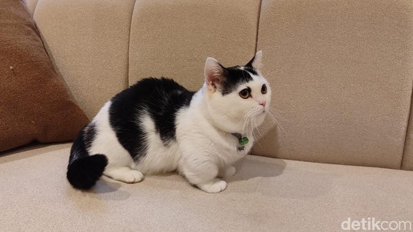 Ajak Kucing Gemoy Main di Cat Lounge SCBD Mewah