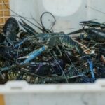 Dari Iseng Pelihara Lobster, Pria Ini Raih Sukses Besar