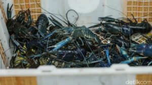 Dari Iseng Pelihara Lobster, Pria Ini Raih Sukses Besar