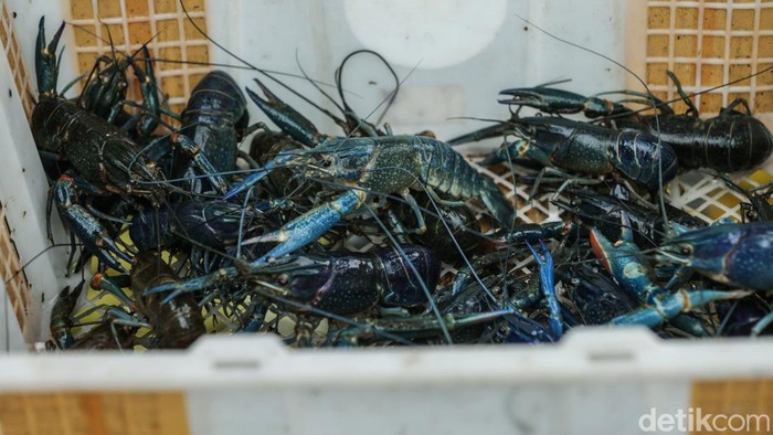 Dari Iseng Pelihara Lobster, Pria Ini Raih Sukses Besar