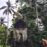 Konservasi Jalak Bali: Adat & Gotong Royong Selamatkan Spesies Langka