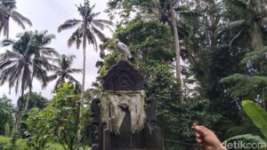 Konservasi Jalak Bali: Adat & Gotong Royong Selamatkan Spesies Langka