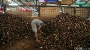 Rahasia Juragan Singkong: Omzet Miliaran dari Usaha Rintisan