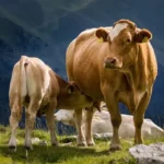 Rahasia Sapi: Fakta Mengejutkan & Keistimewaan Tak Terduga