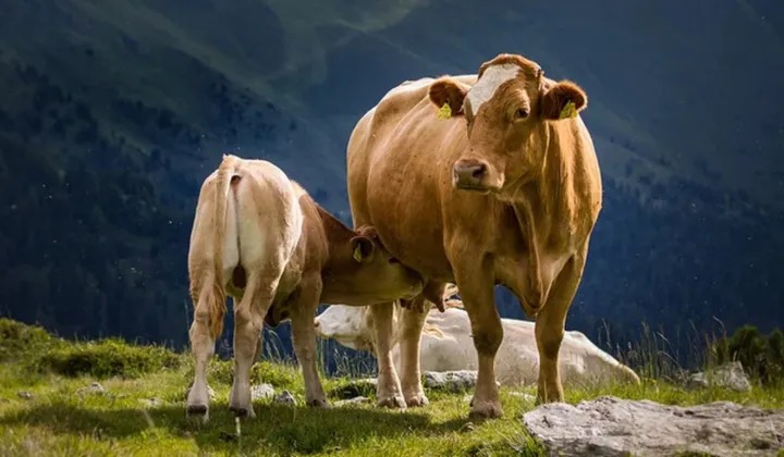Rahasia Sapi: Fakta Mengejutkan & Keistimewaan Tak Terduga