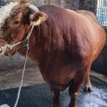 Sapi Kurban Prabowo: Megahnya Hewan Qurban di Seluruh Indonesia