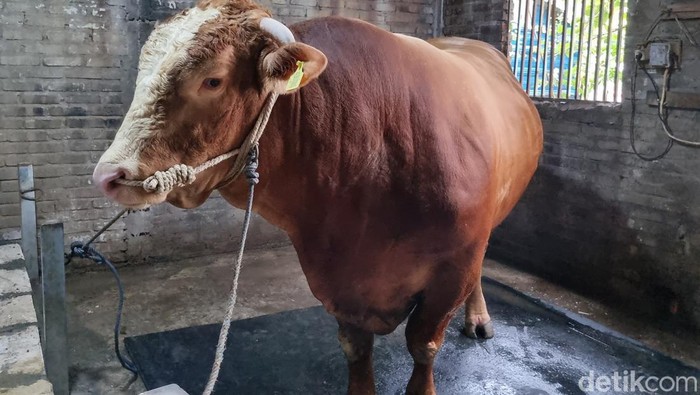 Sapi Kurban Prabowo: Megahnya Hewan Qurban di Seluruh Indonesia