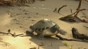 Selamatkan Tuntong Laut: Spesies Langka Terancam Punah, Bantu Kami!