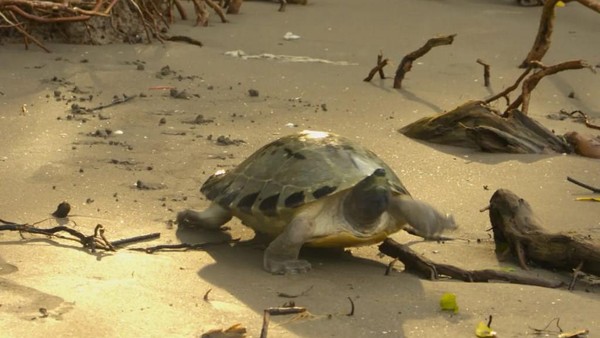 Selamatkan Tuntong Laut: Spesies Langka Terancam Punah, Bantu Kami!