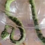 Ular Viper Mengerikan Ditemukan di Rumah Bantul, Bikin Warga Geger