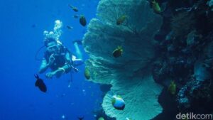 Wakatobi: Surga Tersembunyi, Healing & Relaksasi di Alam