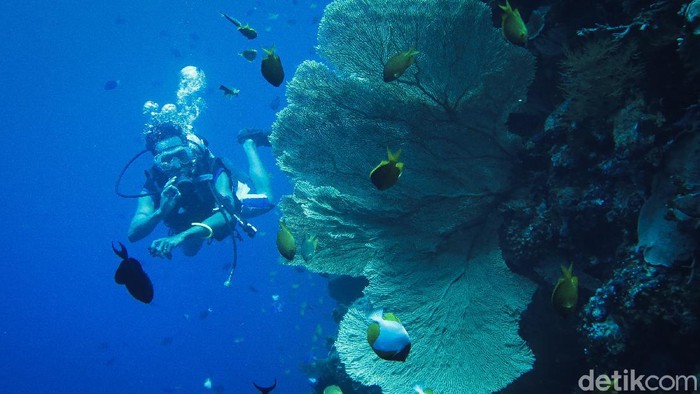 Wakatobi: Surga Tersembunyi, Healing & Relaksasi di Alam