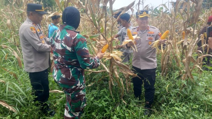 bogor, tamansari, polisi, panen jagung, ketahanan pangan, swasembada pangan, program pemerintah, masyarakat, distribusi pangan, berita pertanian