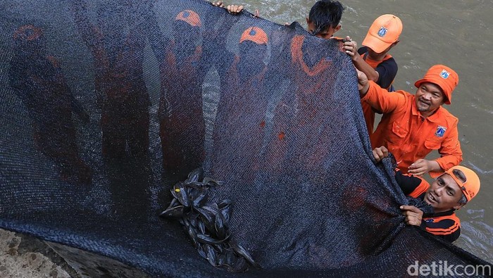 DKI Jakarta, ikan sapu-sapu, ekosistem perairan, lingkungan hidup, penangkapan ikan, invasif species, edukasi pedagang, sungai Jakarta, kebersihan lingkungan, pengendalian hama air