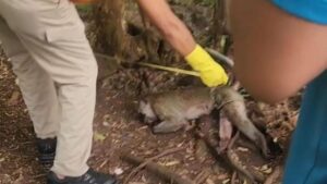 monyet serang manusia, balita tewas, Pamekasan, kejadian tragis, serangan hewan, satwa liar, berita Jawa Timur, kasus hewan peliharaan, insiden fatal, keamanan lingkungan